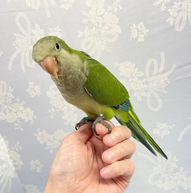 オキナインコ