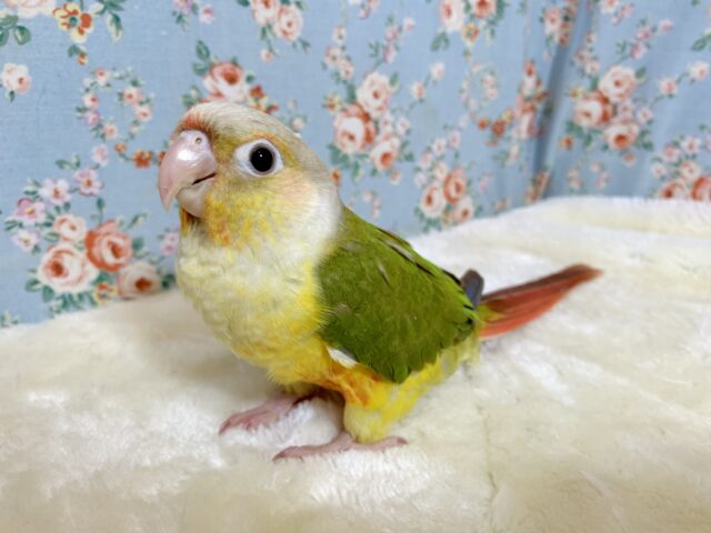 ホオミドリウロコインコ