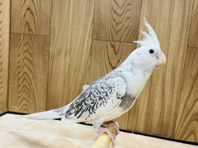 オカメインコ