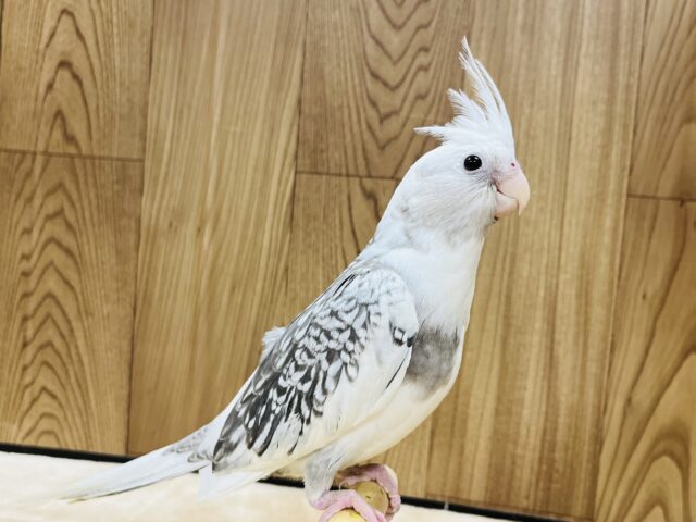 オカメインコ