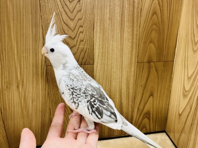 オカメインコ