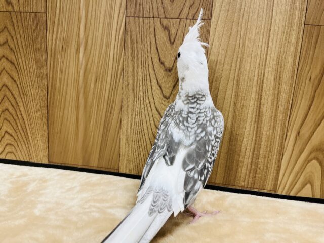 オカメインコ