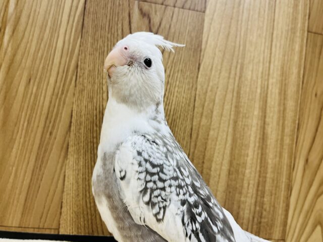 オカメインコ