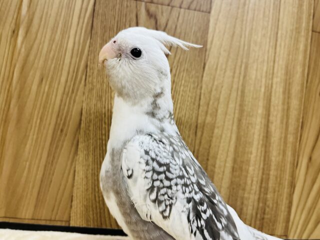 オカメインコ