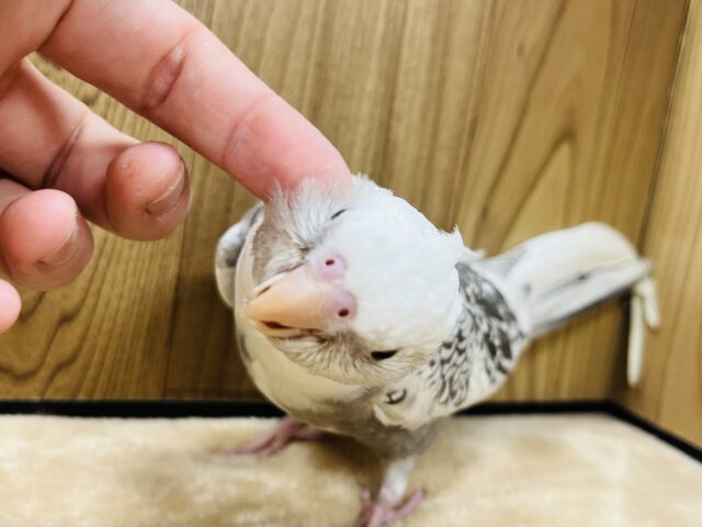 オカメインコ