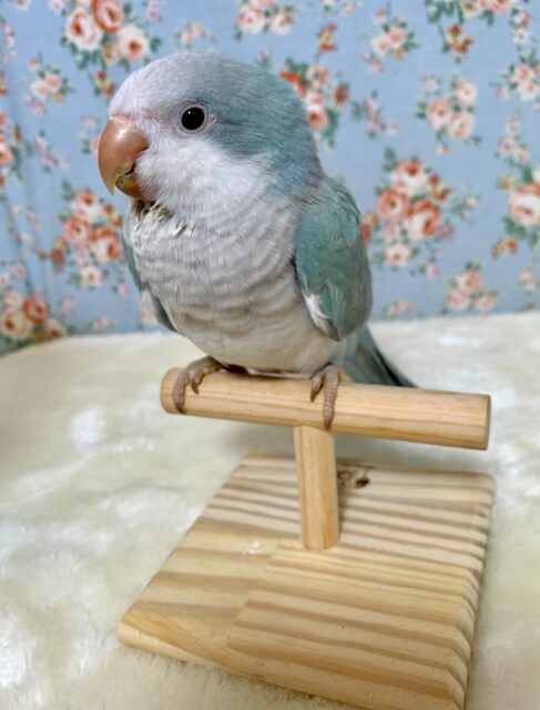 オキナインコ
