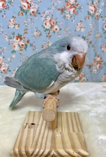 オキナインコ