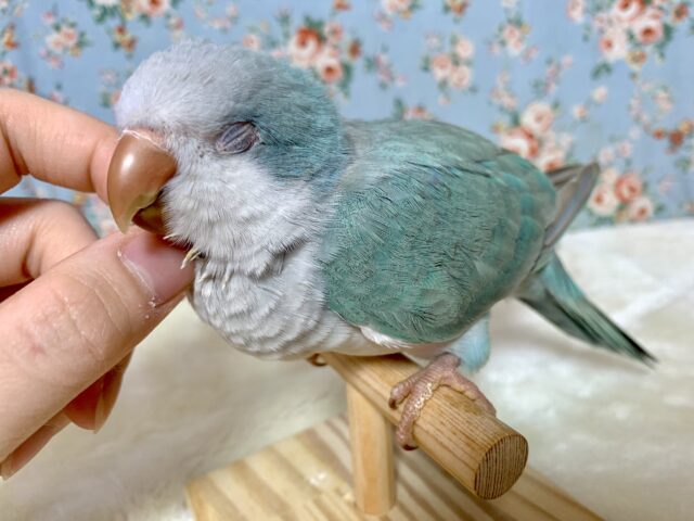 オキナインコ