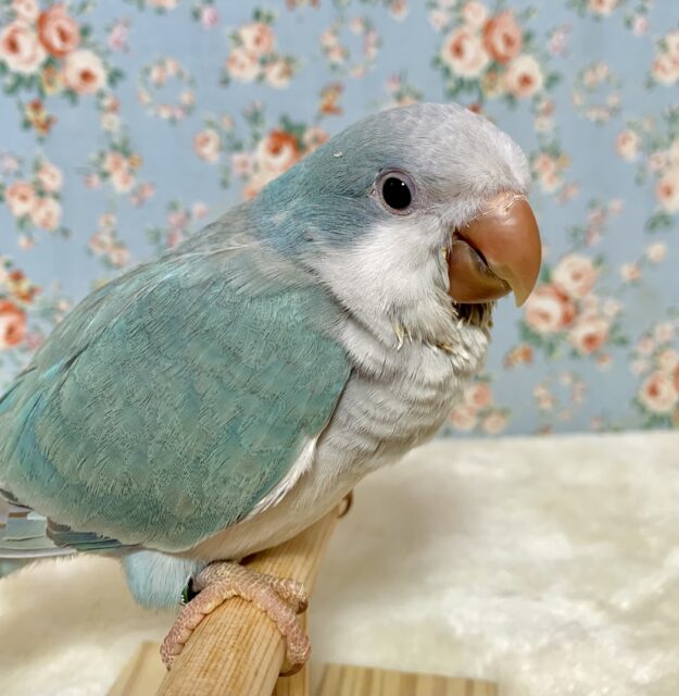 オキナインコ
