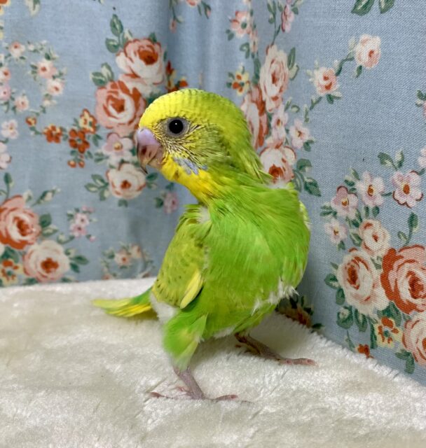 セキセイインコ