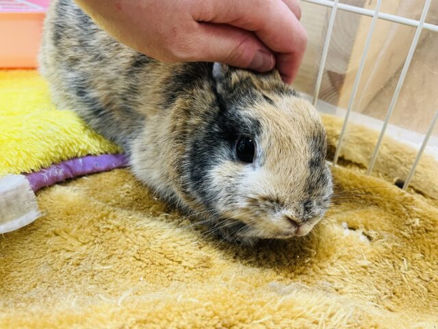 ネザーランドドワーフ