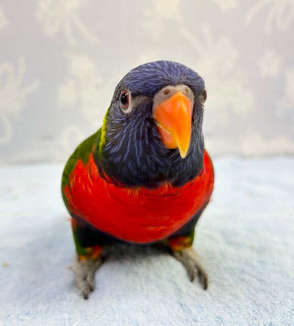 ゴシキセイガイインコ