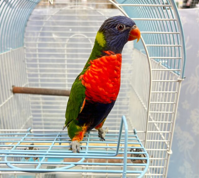 ゴシキセイガイインコ