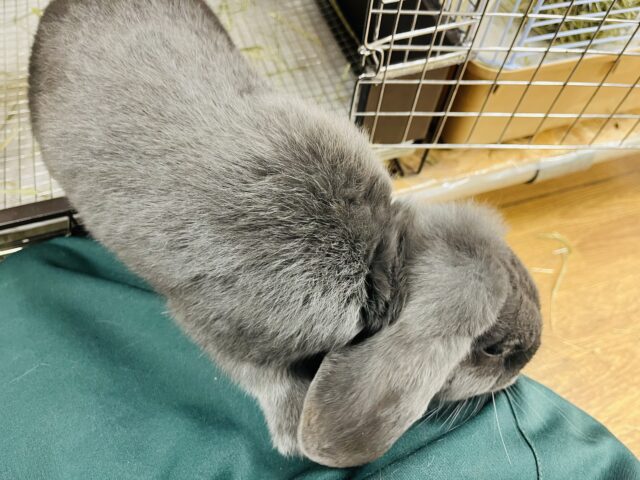 ホーランドロップ