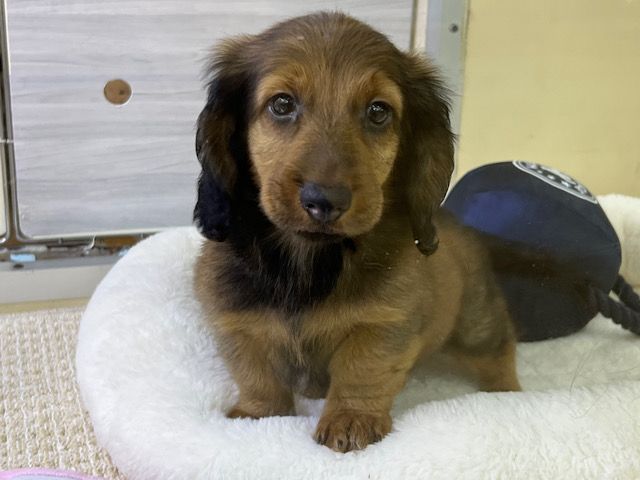 スタンダードダックス