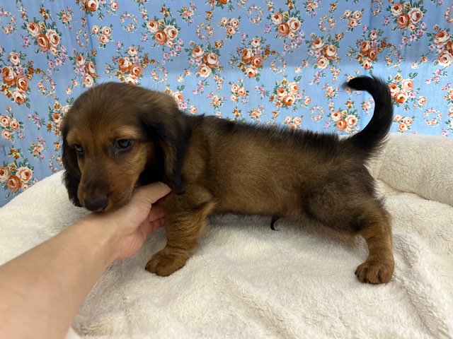 スタンダードダックス