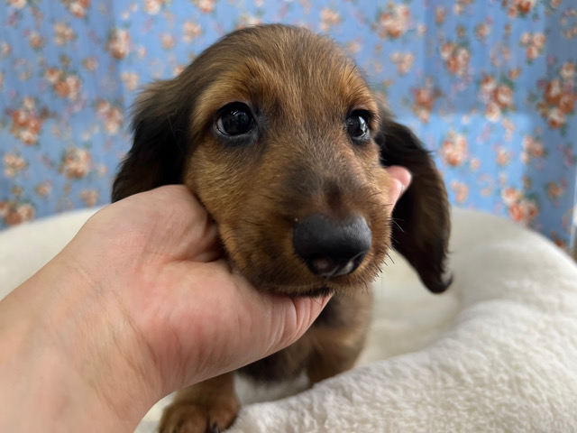 スタンダードダックス