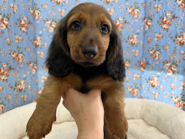 スタンダードダックス