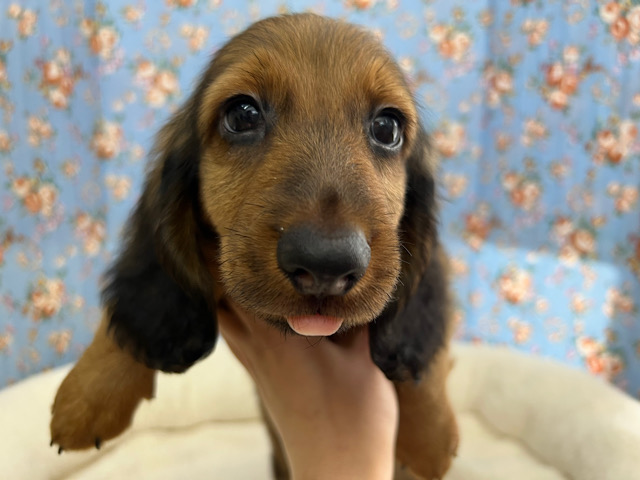 スタンダードダックス