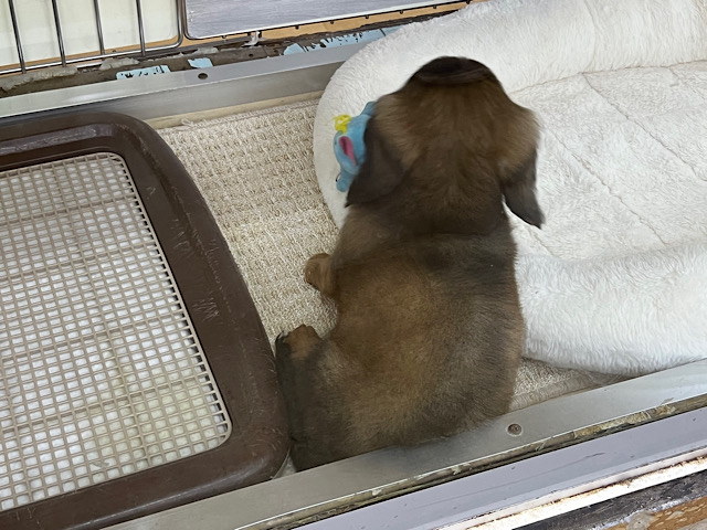 スタンダードダックス