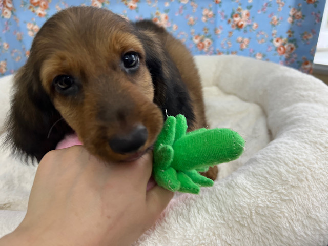 スタンダードダックス