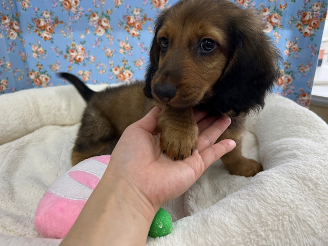 スタンダードダックス