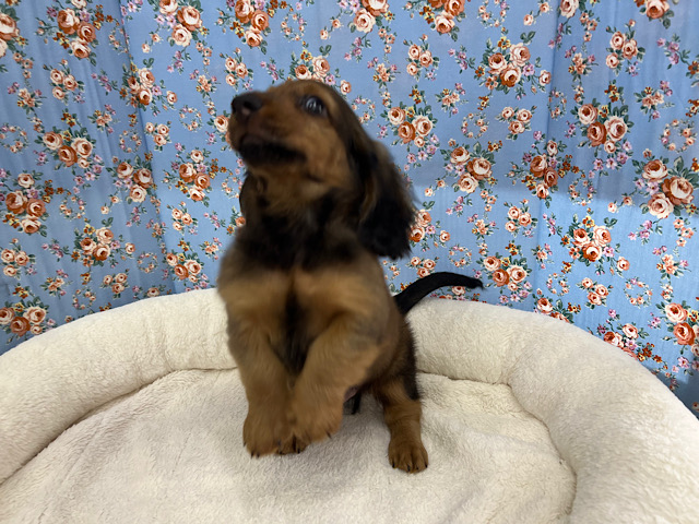 スタンダードダックス