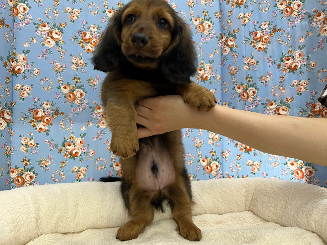 スタンダードダックス