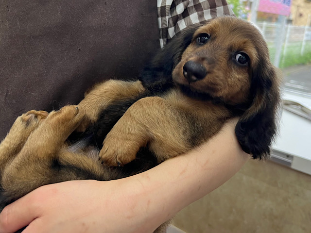 スタンダードダックス