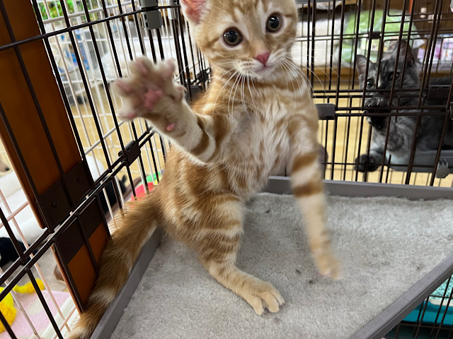 アメリカンショートヘア