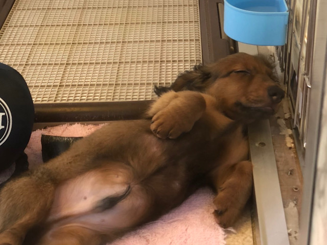 スタンダードダックス