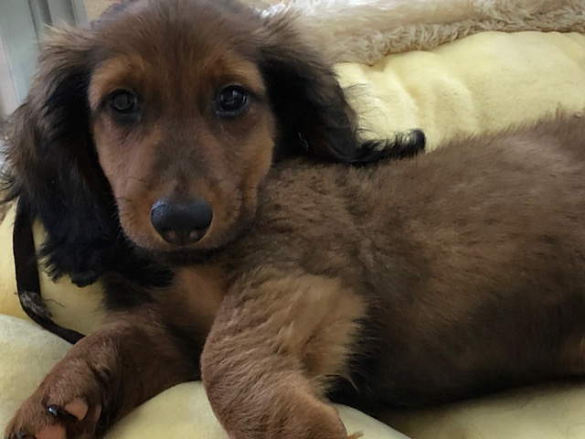 スタンダードダックス