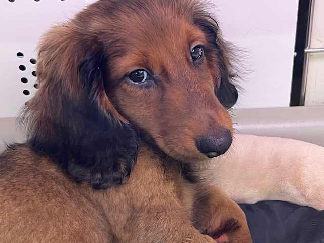 スタンダードダックス