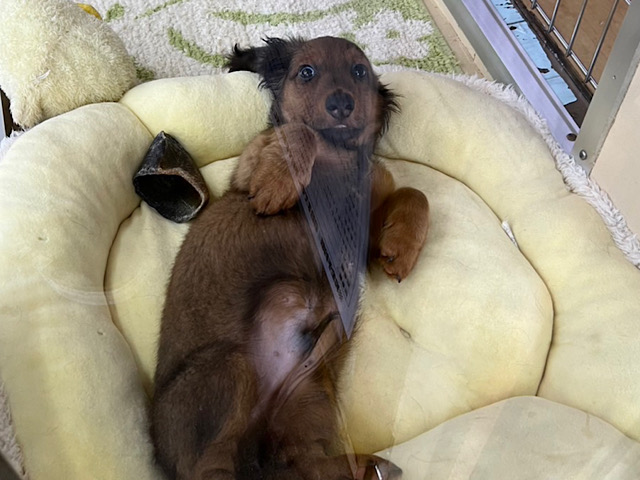 スタンダードダックス