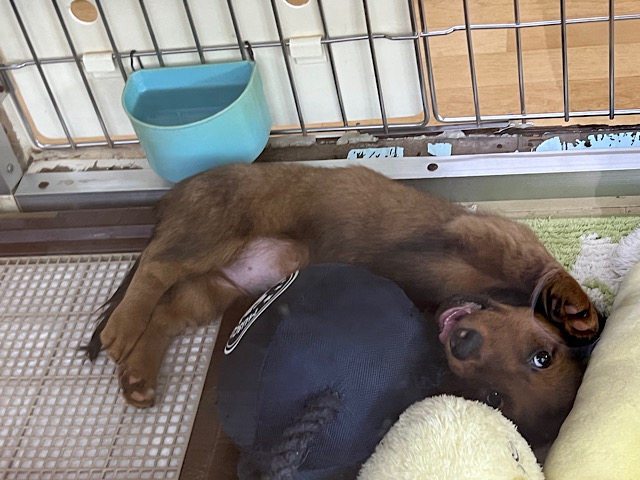 スタンダードダックス