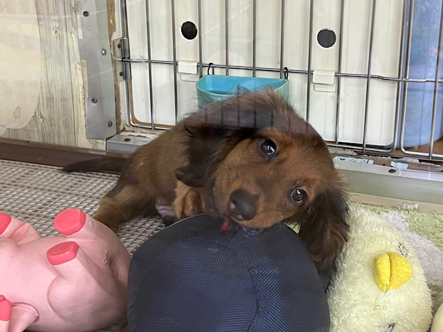 スタンダードダックス