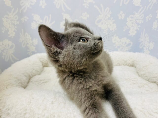 シャルトリュー