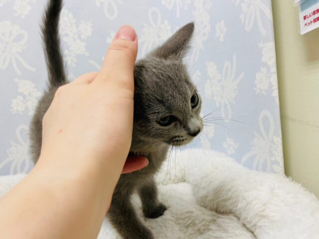 シャルトリュー