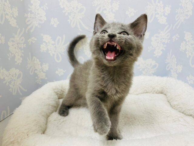 シャルトリュー