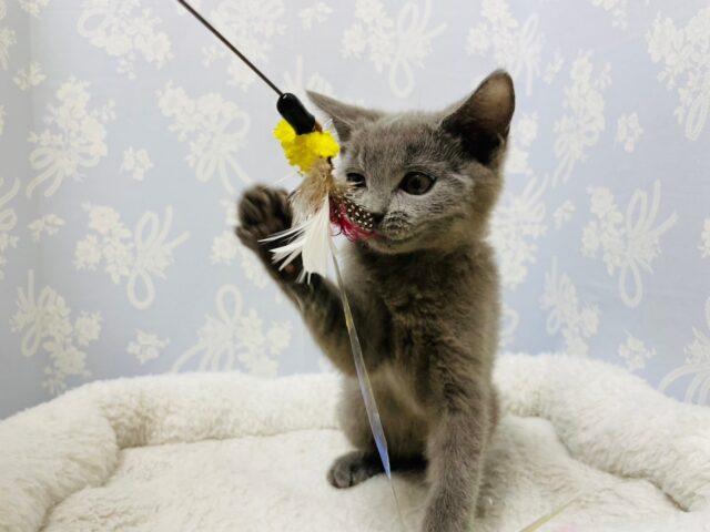 シャルトリュー