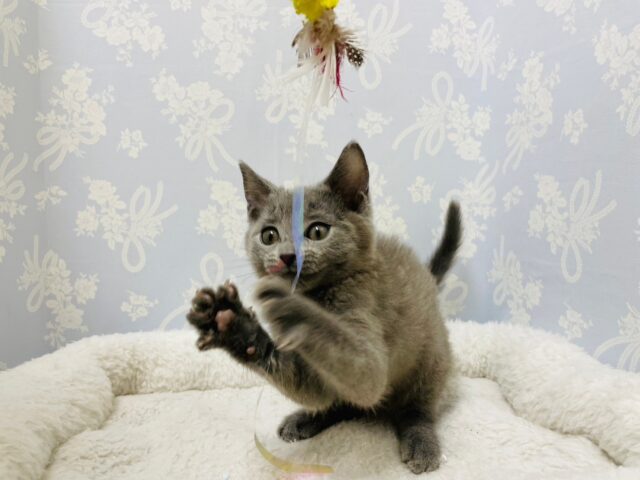 シャルトリュー