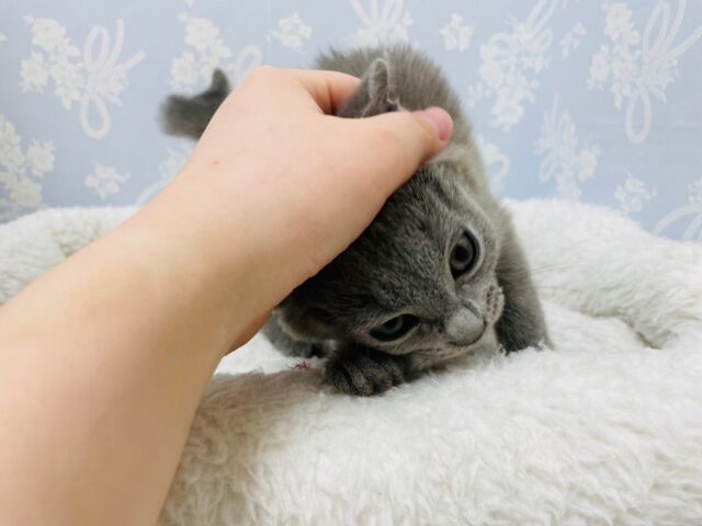 シャルトリュー