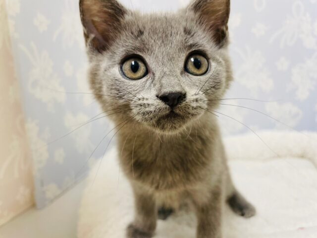 シャルトリュー