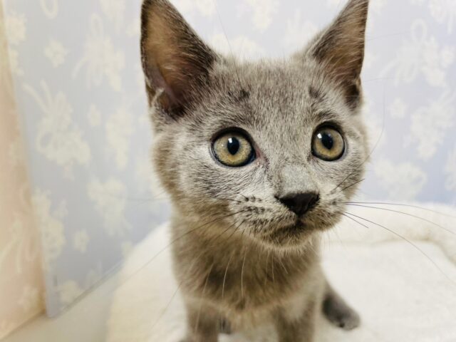 シャルトリュー