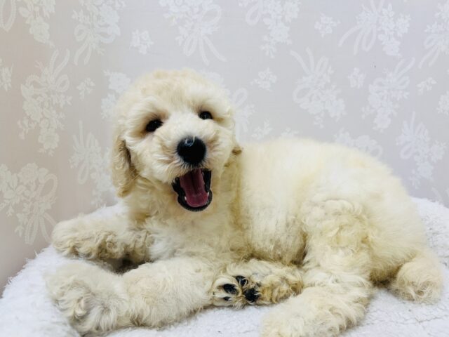 スタンダードプードル