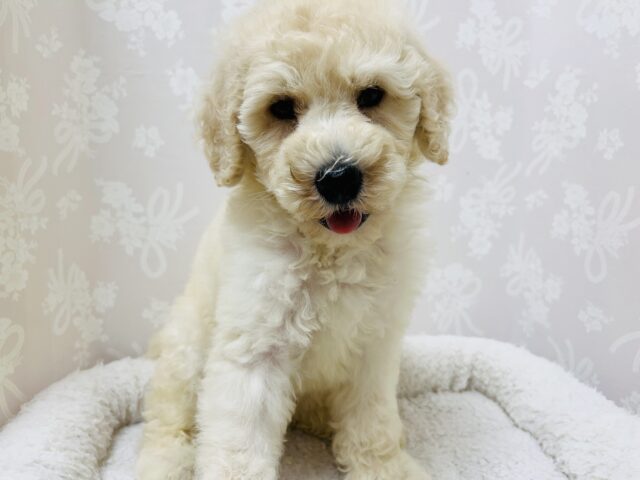 スタンダードプードル