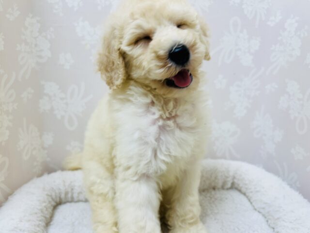 スタンダードプードル