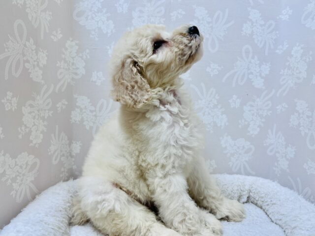 スタンダードプードル