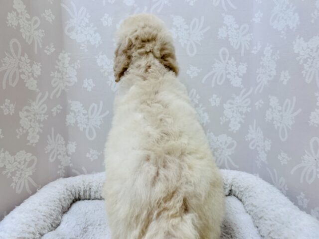 スタンダードプードル