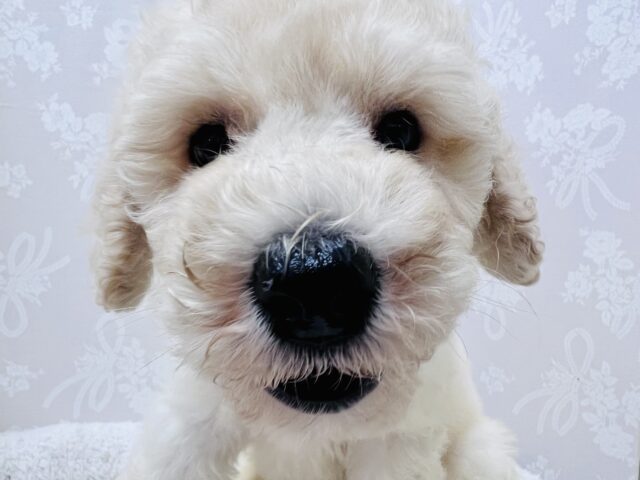 スタンダードプードル